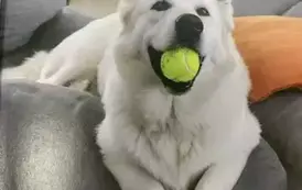 Biały duży pies leżący na kanapie, w pysku ma piłeczkę ż&oacute;łtą od tenisa. Napis "Cześć, jestem Toudi!"